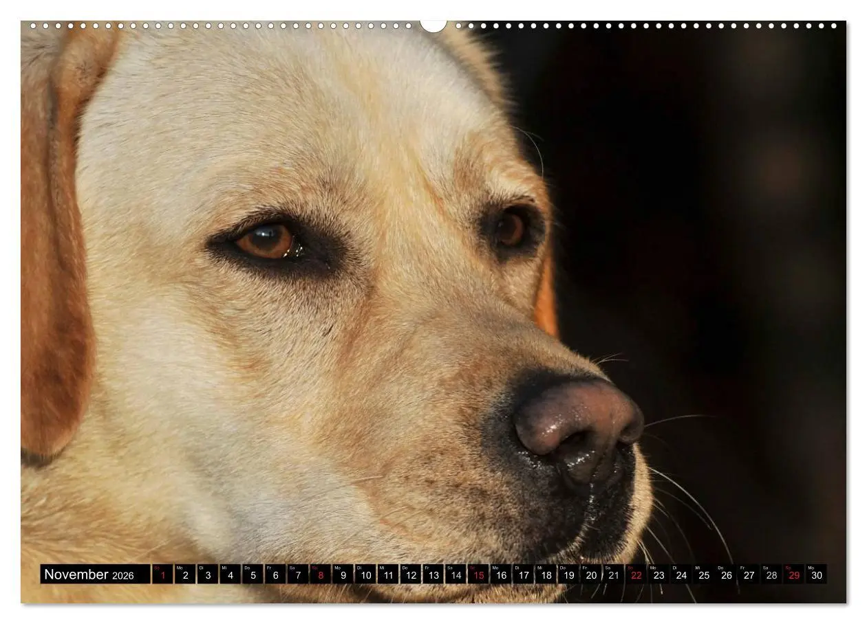 Bild: 9783516084399 | Labrador Retriever - ein Herz auf 4 Pfoten (Wandkalender 2026 DIN...