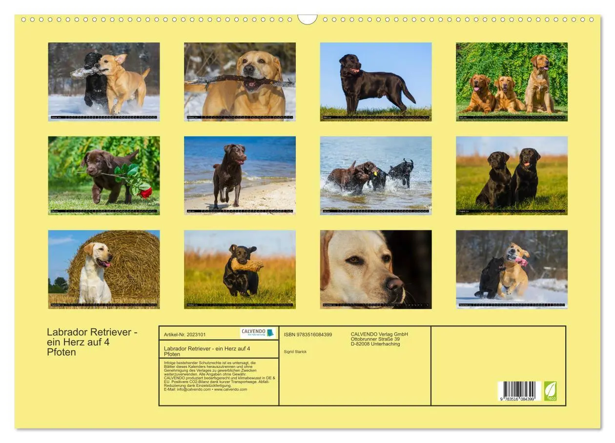 Bild: 9783516084399 | Labrador Retriever - ein Herz auf 4 Pfoten (Wandkalender 2026 DIN...