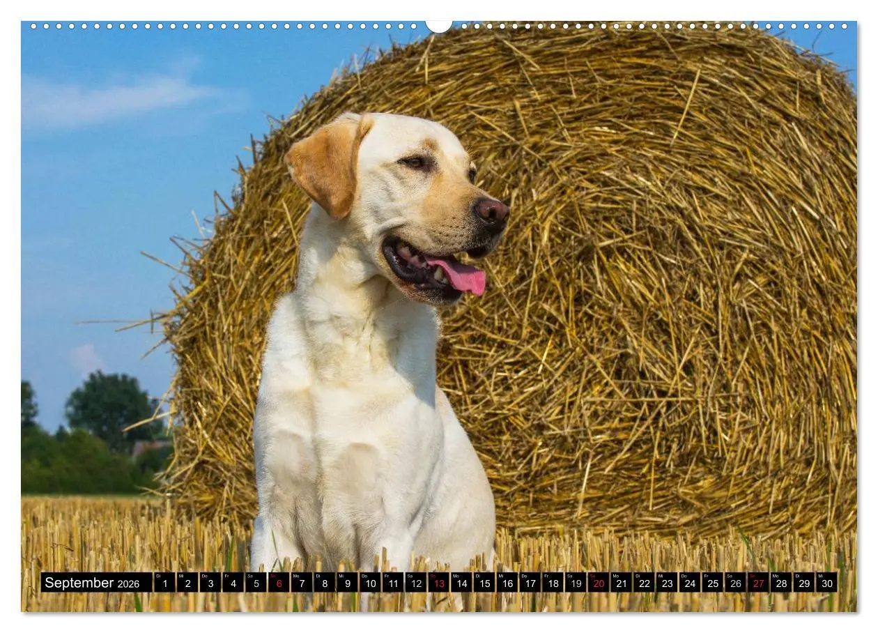 Bild: 9783516084399 | Labrador Retriever - ein Herz auf 4 Pfoten (Wandkalender 2026 DIN...
