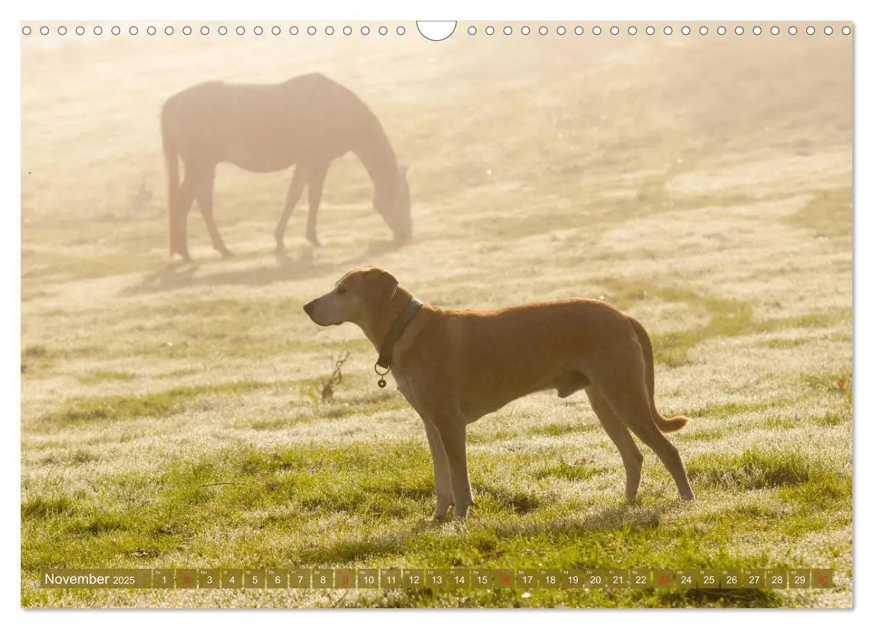 Bild: 9783435274499 | Pferd und Hund - Vierbeinige Freunde (Wandkalender 2025 DIN A3...