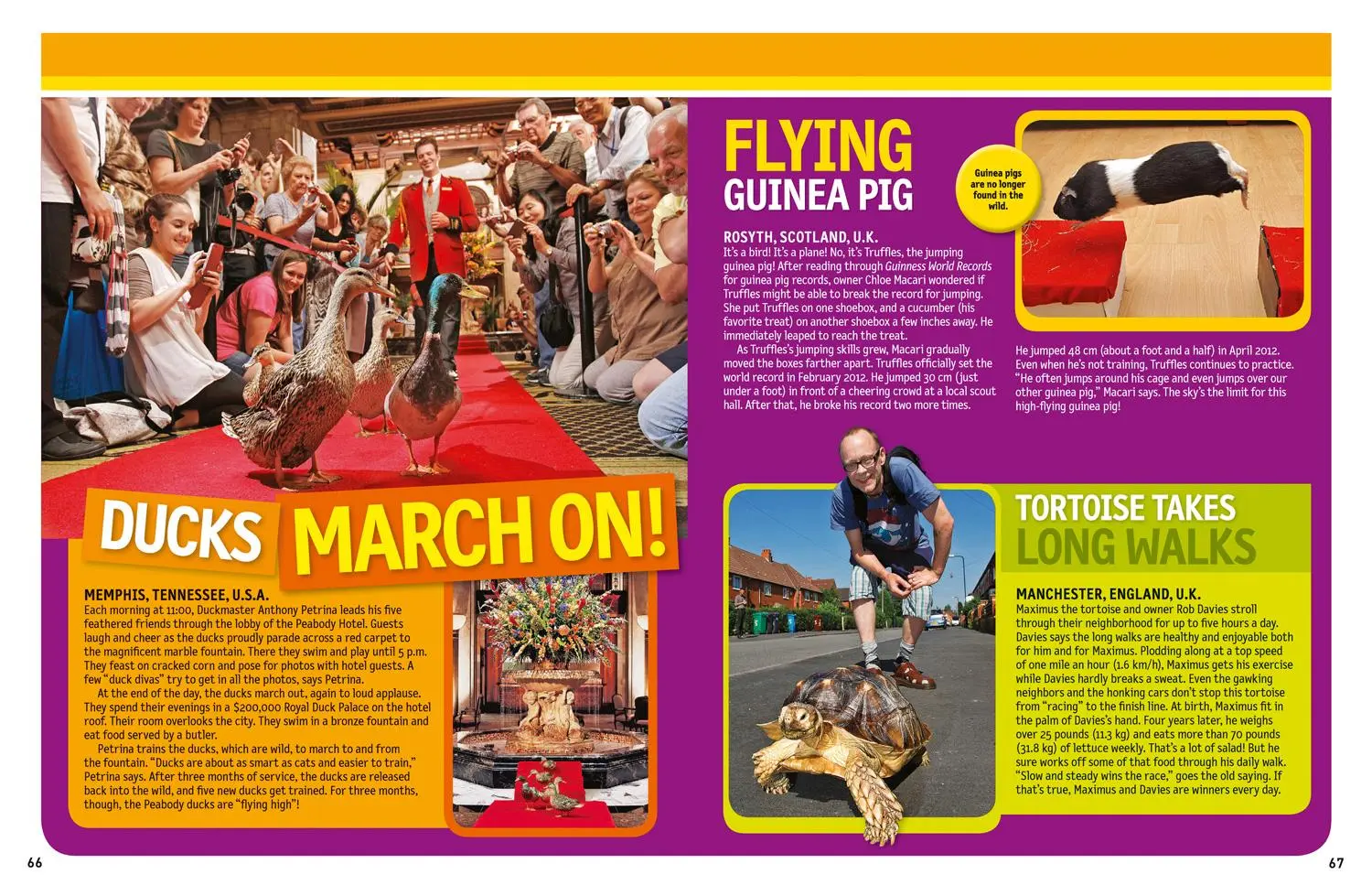 Bild: 9781426314599 | 125 True Stories of Amazing Pets | National Geographic Kids | Buch