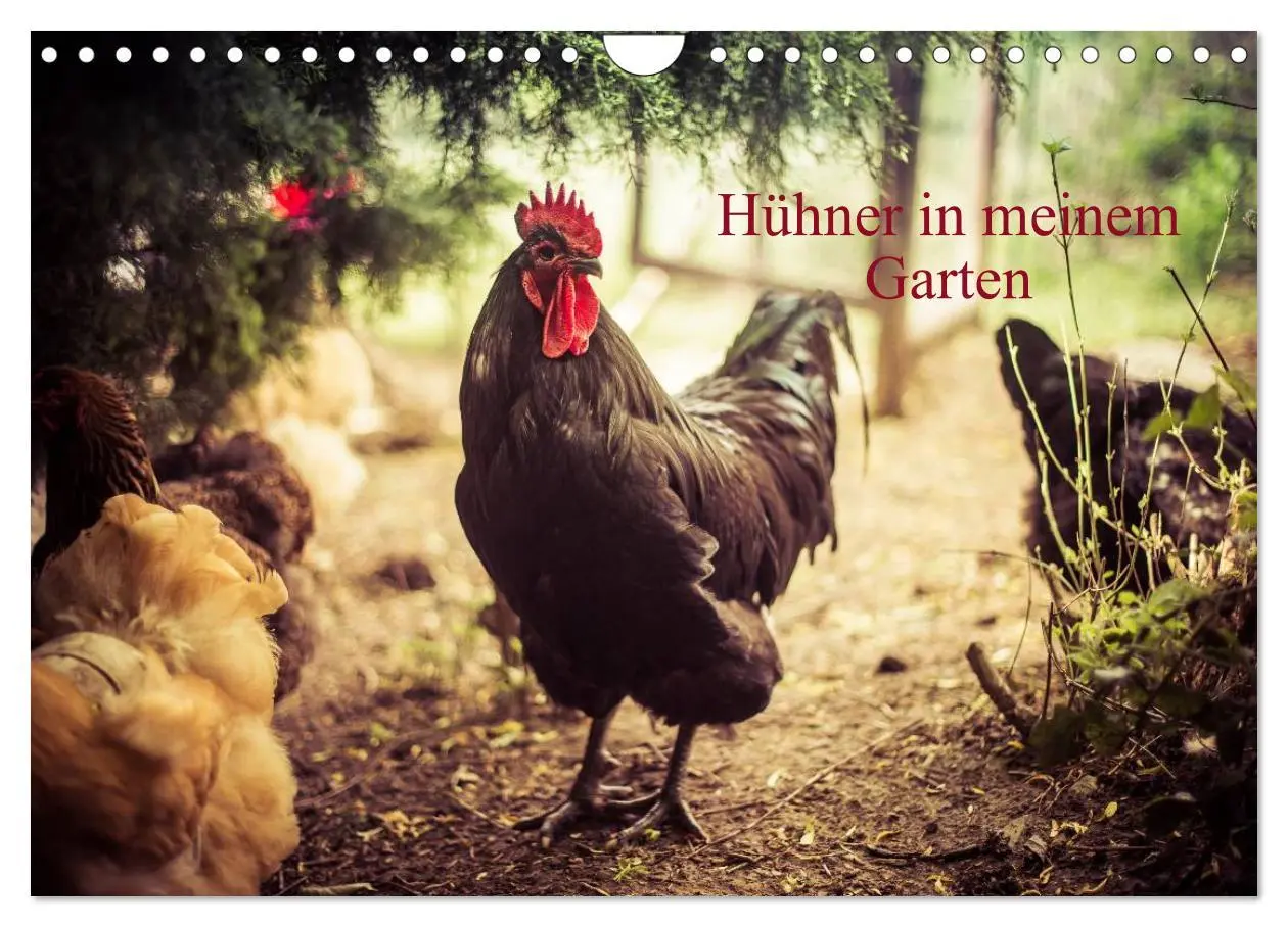 Cover: 9783457974599 | Hühner in meinem Garten (Wandkalender 2026 DIN A4 quer), CALVENDO...