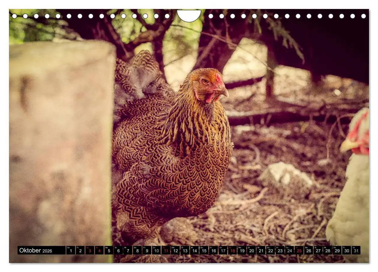 Bild: 9783457974599 | Hühner in meinem Garten (Wandkalender 2026 DIN A4 quer), CALVENDO...