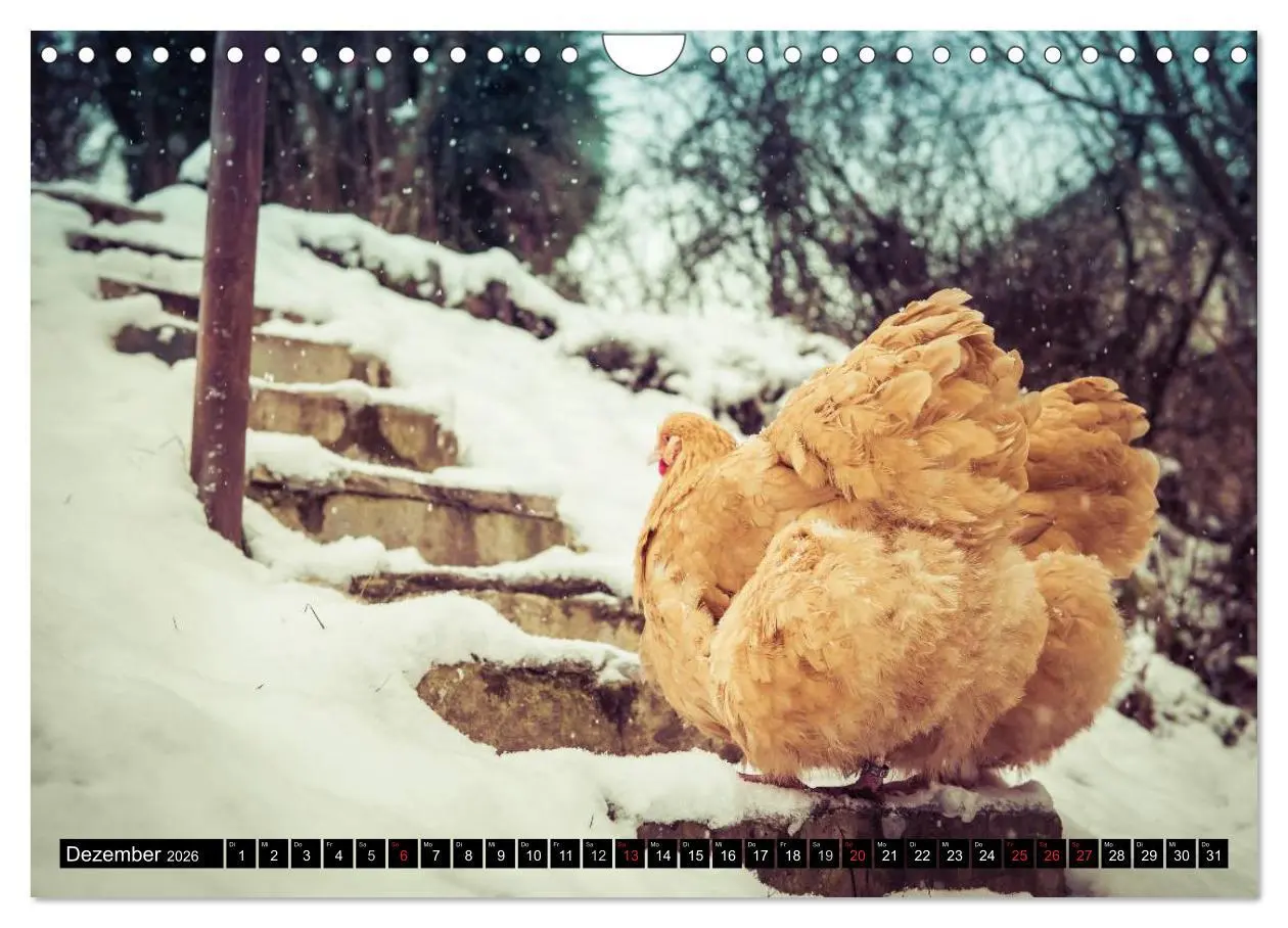 Bild: 9783457974599 | Hühner in meinem Garten (Wandkalender 2026 DIN A4 quer), CALVENDO...