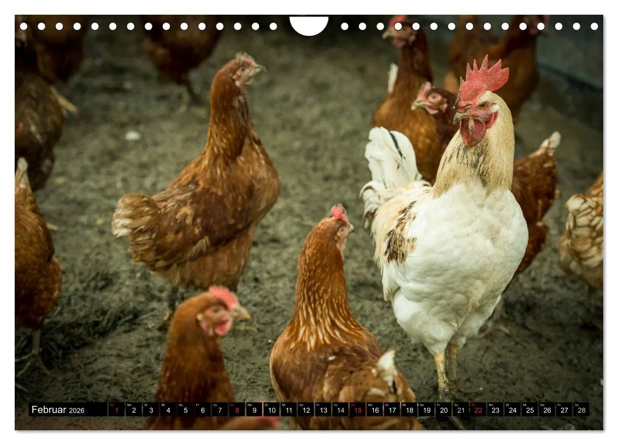 Bild: 9783457974599 | Hühner in meinem Garten (Wandkalender 2026 DIN A4 quer), CALVENDO...