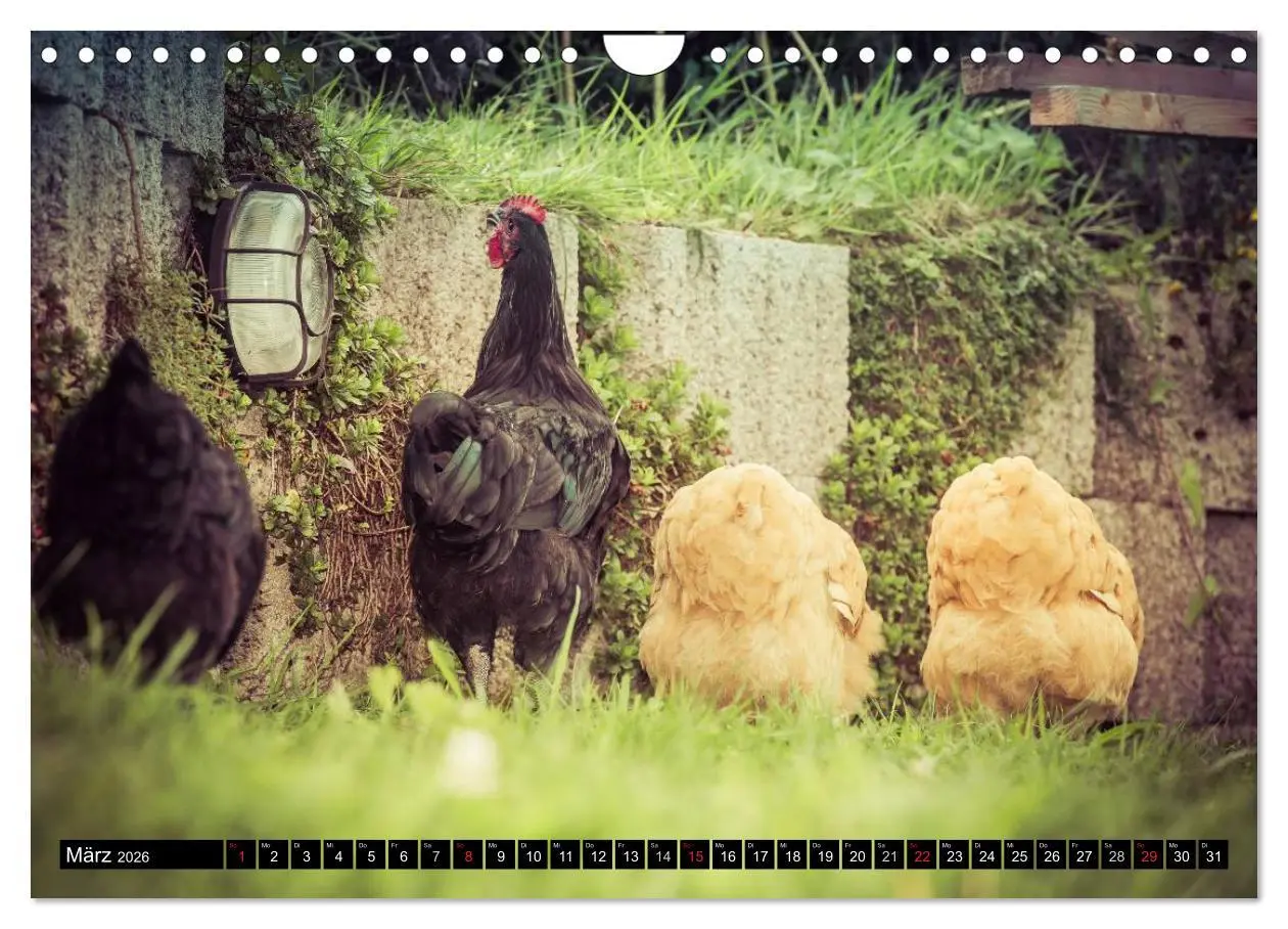 Bild: 9783457974599 | Hühner in meinem Garten (Wandkalender 2026 DIN A4 quer), CALVENDO...