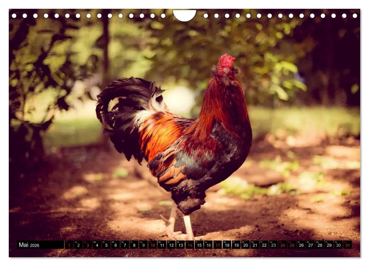 Bild: 9783457974599 | Hühner in meinem Garten (Wandkalender 2026 DIN A4 quer), CALVENDO...