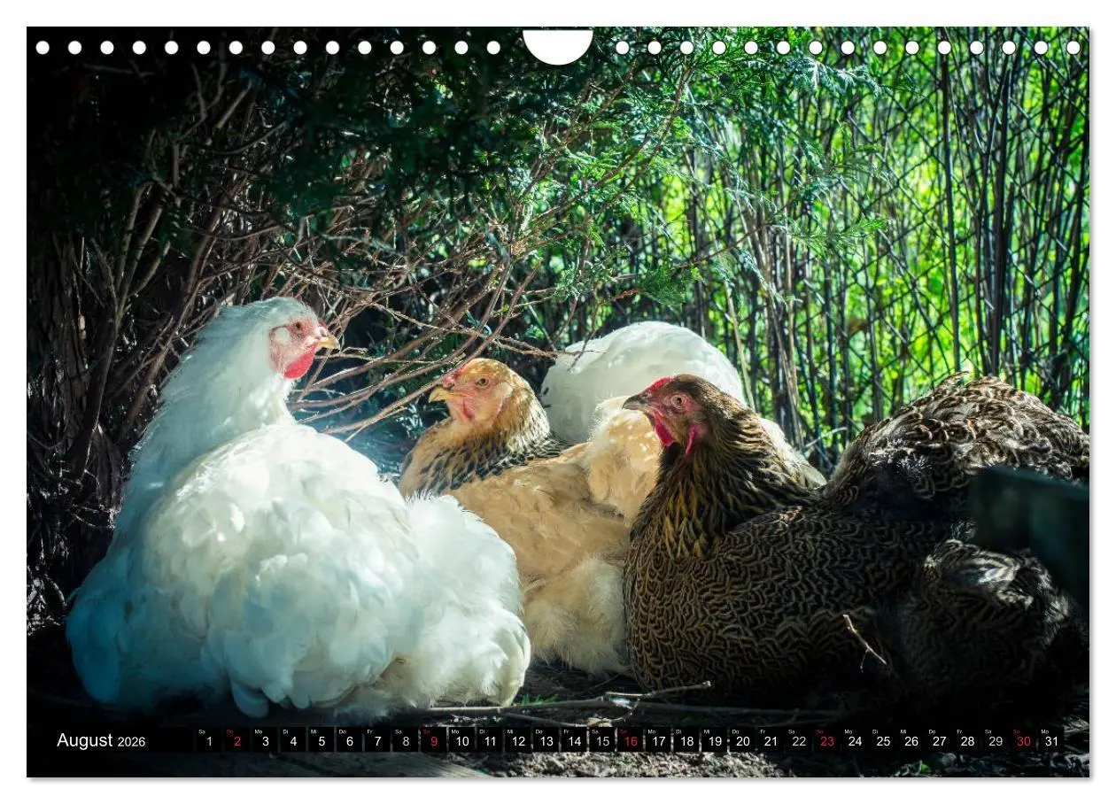 Bild: 9783457974599 | Hühner in meinem Garten (Wandkalender 2026 DIN A4 quer), CALVENDO...