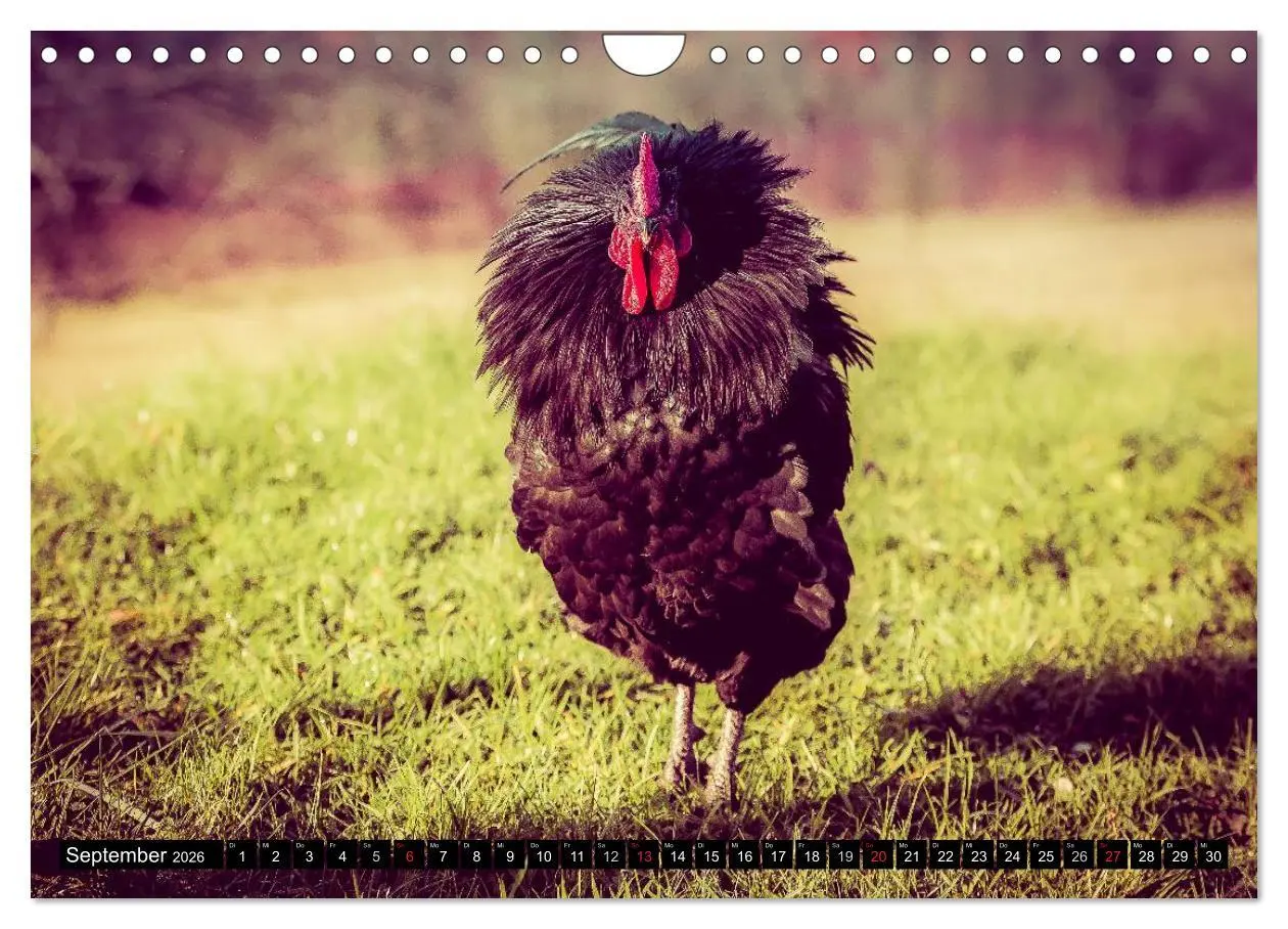 Bild: 9783457974599 | Hühner in meinem Garten (Wandkalender 2026 DIN A4 quer), CALVENDO...