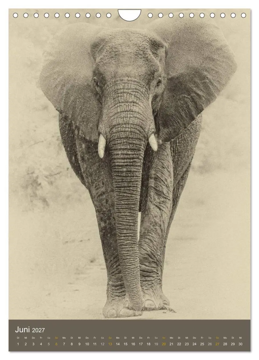 Bild: 9783569914599 | Afrikas Tierwelt - Sepia-Art (Wandkalender 2027 DIN A4 hoch),...