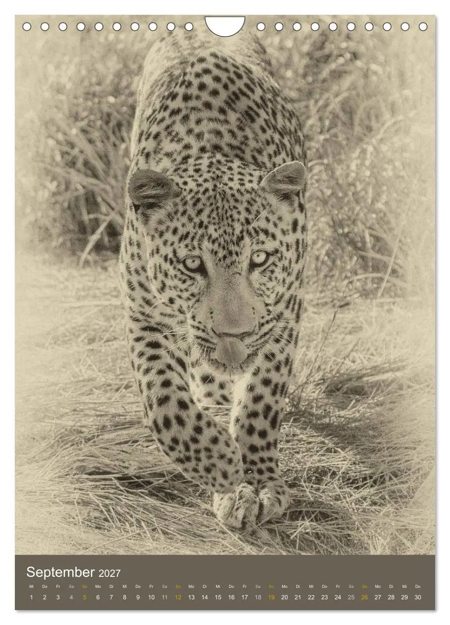 Bild: 9783569914599 | Afrikas Tierwelt - Sepia-Art (Wandkalender 2027 DIN A4 hoch),...