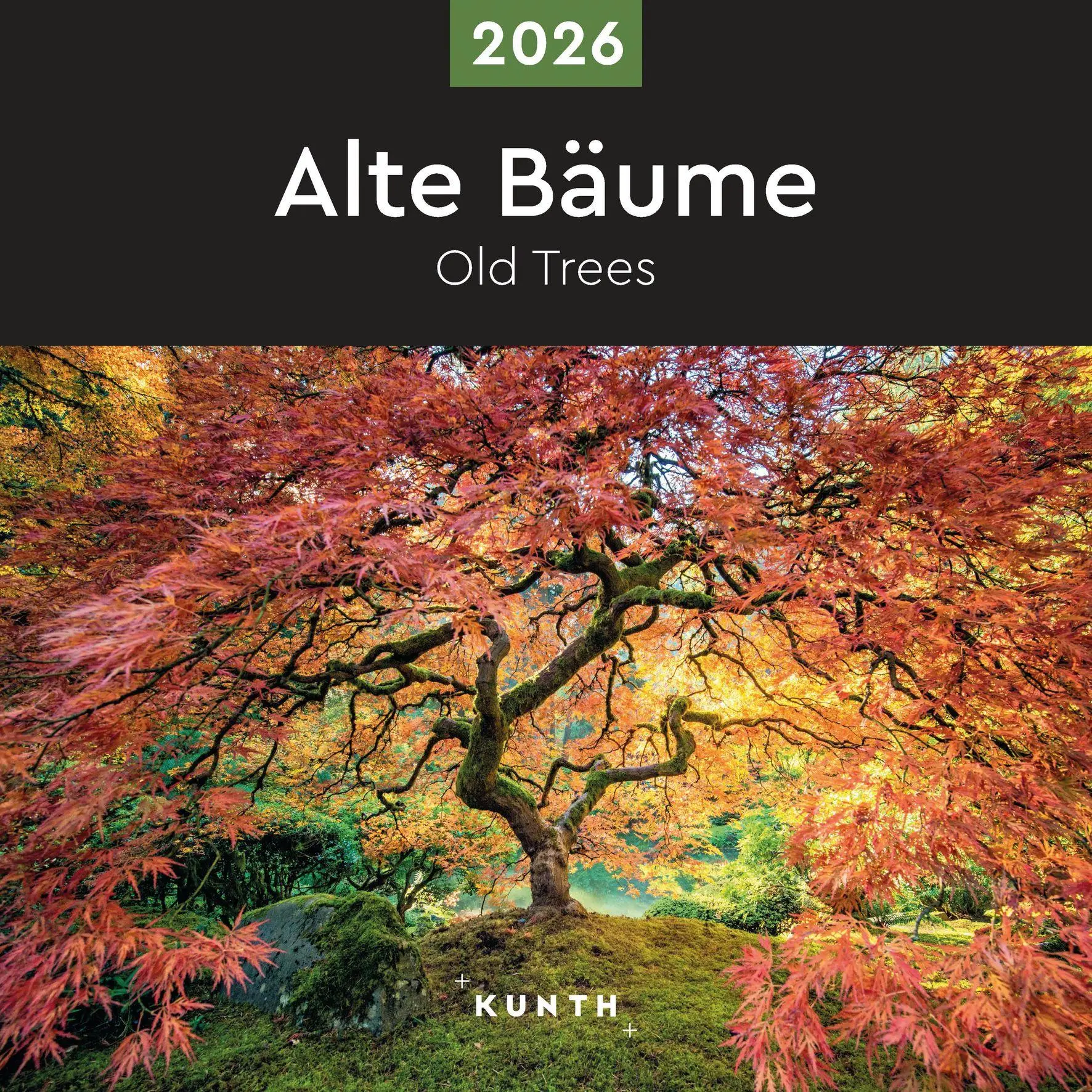 Cover: 9783965914599 | Alte Bäume - KUNTH Broschurkalender 2026 | Kalender | 28 S. | Deutsch