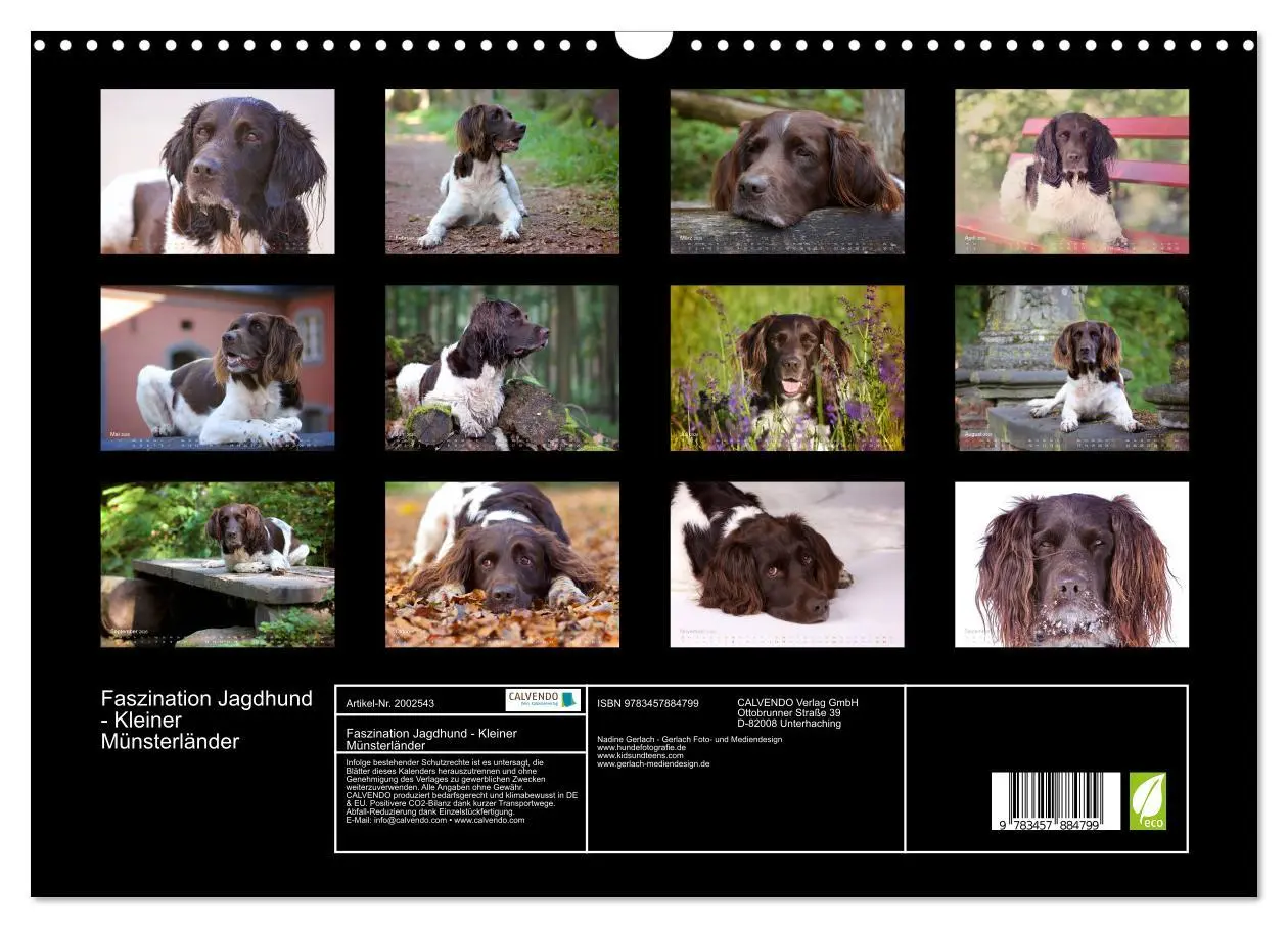 Bild: 9783457884799 | Faszination Jagdhund - Kleiner Münsterländer (Wandkalender 2026 DIN...