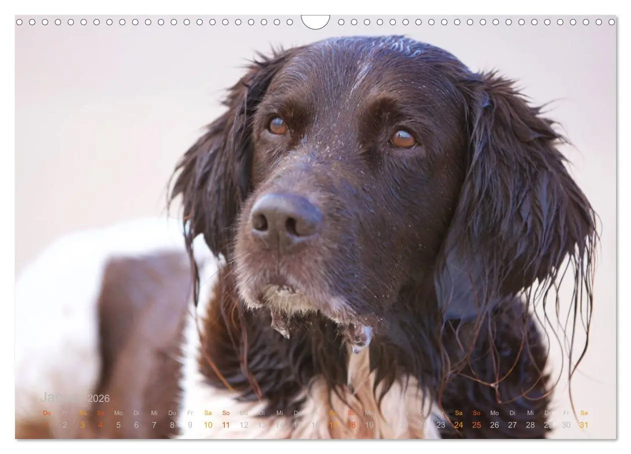 Bild: 9783457884799 | Faszination Jagdhund - Kleiner Münsterländer (Wandkalender 2026 DIN...