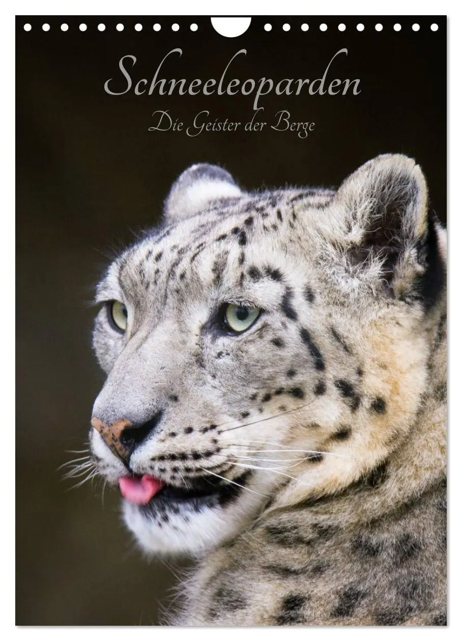 Cover: 9783516424799 | Schneeleoparden - Die Geister der Berge (Wandkalender 2026 DIN A4...