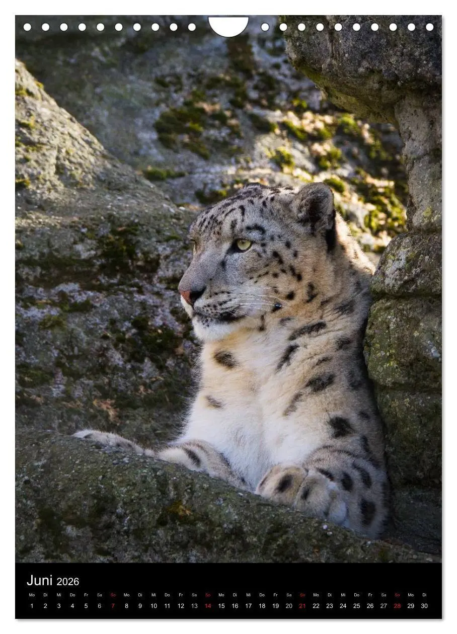 Bild: 9783516424799 | Schneeleoparden - Die Geister der Berge (Wandkalender 2026 DIN A4...