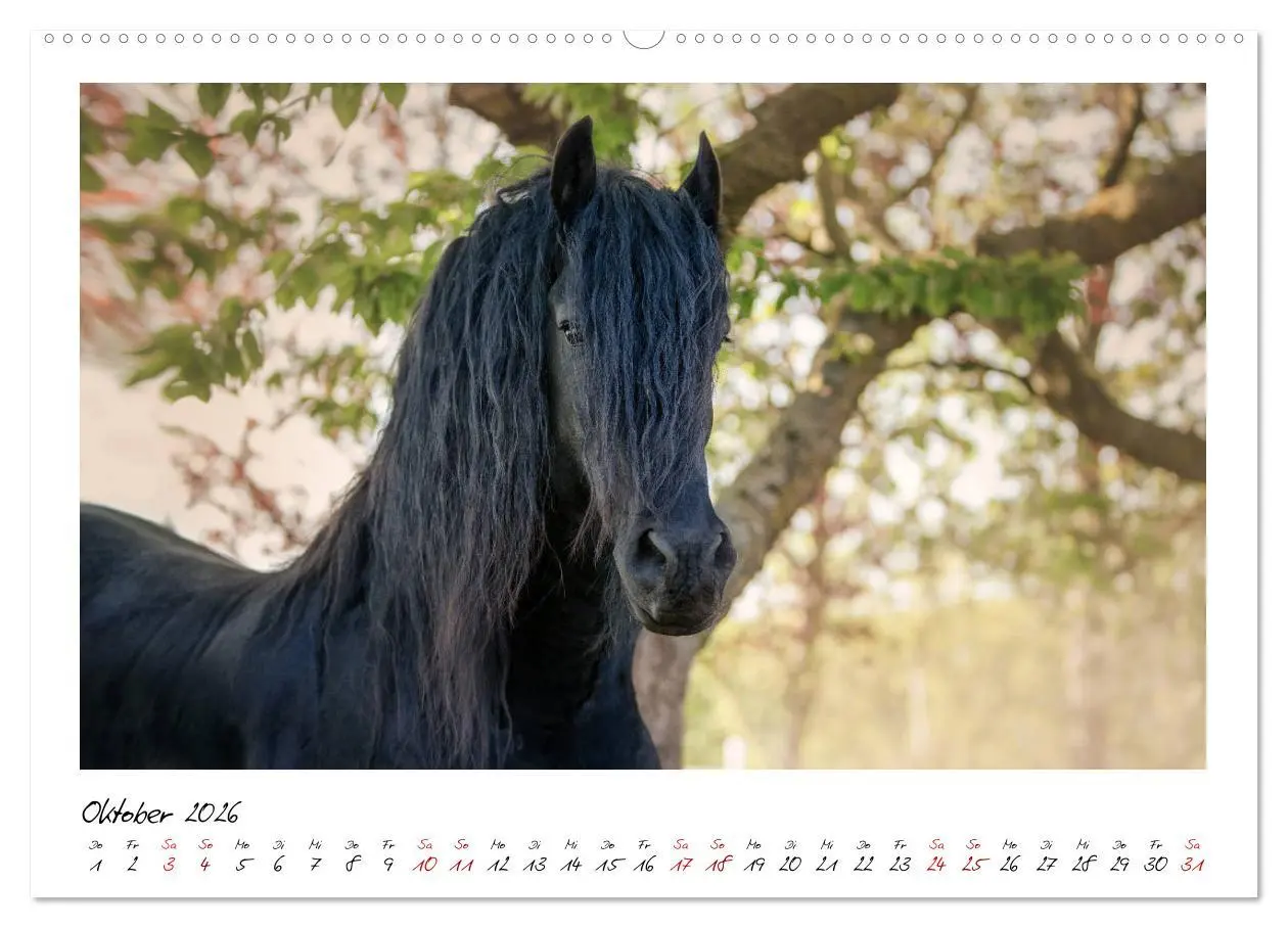 Bild: 9783457794999 | Friesen - stolze Giganten (Wandkalender 2026 DIN A2 quer), CALVENDO...
