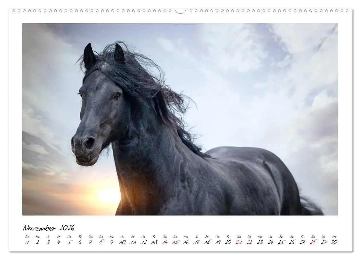 Bild: 9783457794999 | Friesen - stolze Giganten (Wandkalender 2026 DIN A2 quer), CALVENDO...