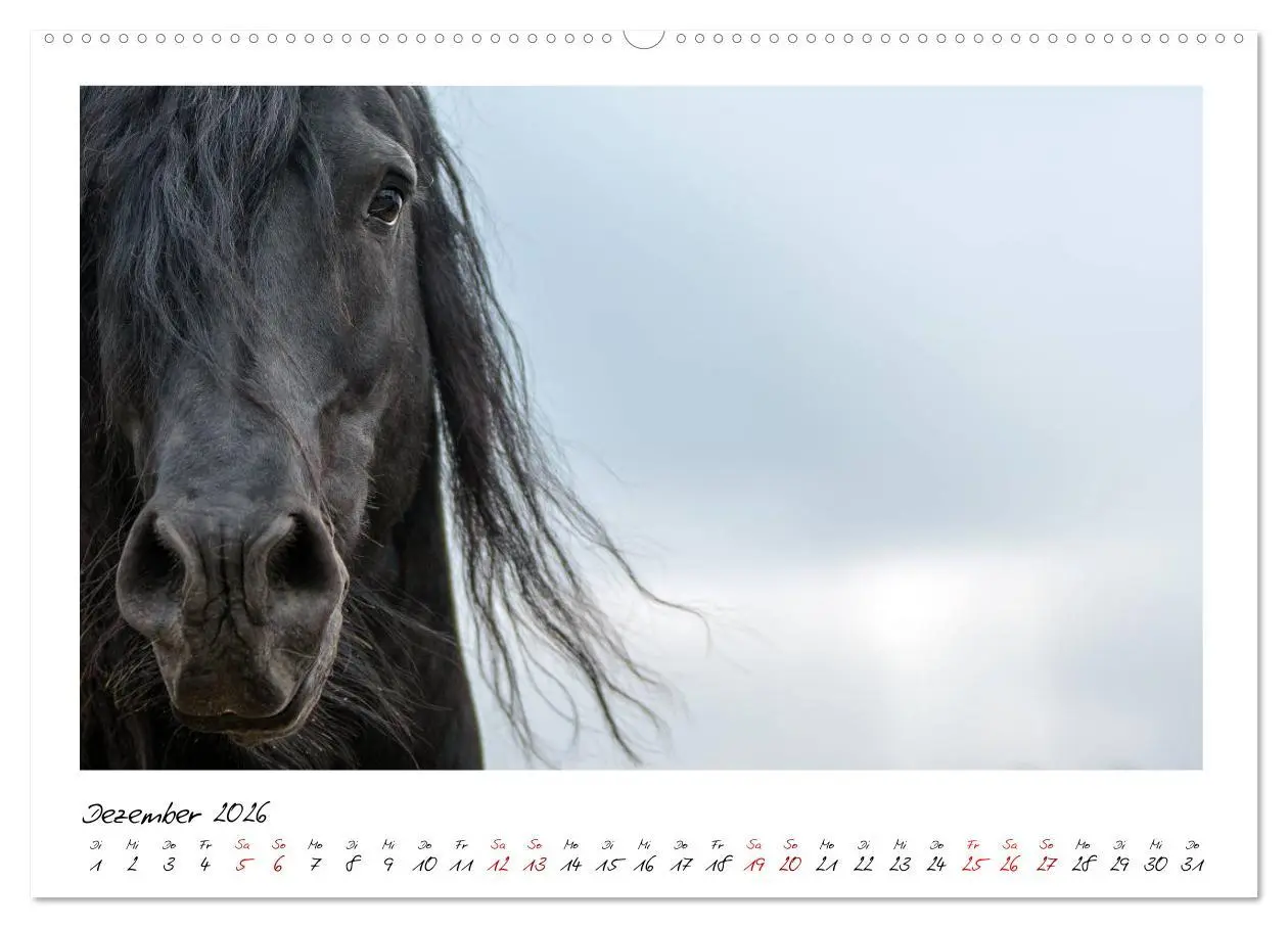 Bild: 9783457794999 | Friesen - stolze Giganten (Wandkalender 2026 DIN A2 quer), CALVENDO...