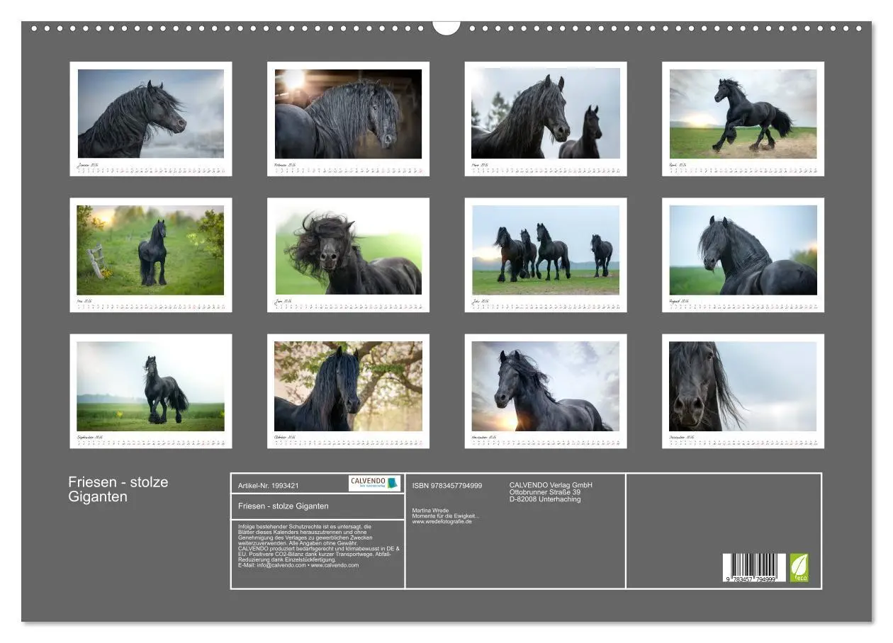 Bild: 9783457794999 | Friesen - stolze Giganten (Wandkalender 2026 DIN A2 quer), CALVENDO...
