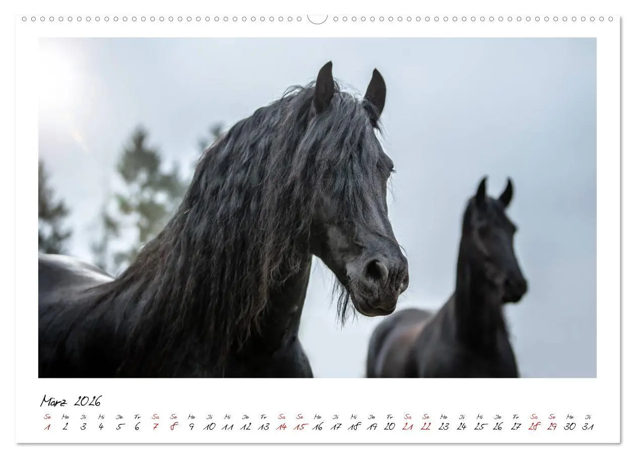 Bild: 9783457794999 | Friesen - stolze Giganten (Wandkalender 2026 DIN A2 quer), CALVENDO...