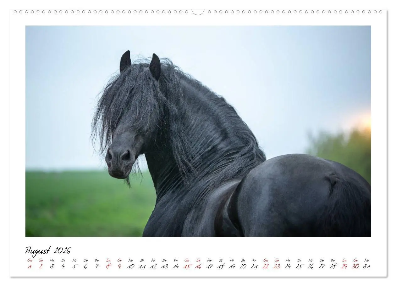 Bild: 9783457794999 | Friesen - stolze Giganten (Wandkalender 2026 DIN A2 quer), CALVENDO...