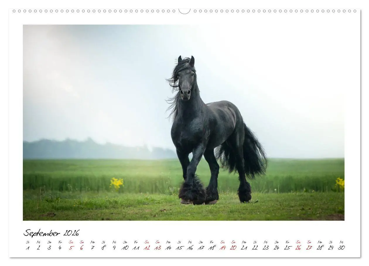 Bild: 9783457794999 | Friesen - stolze Giganten (Wandkalender 2026 DIN A2 quer), CALVENDO...