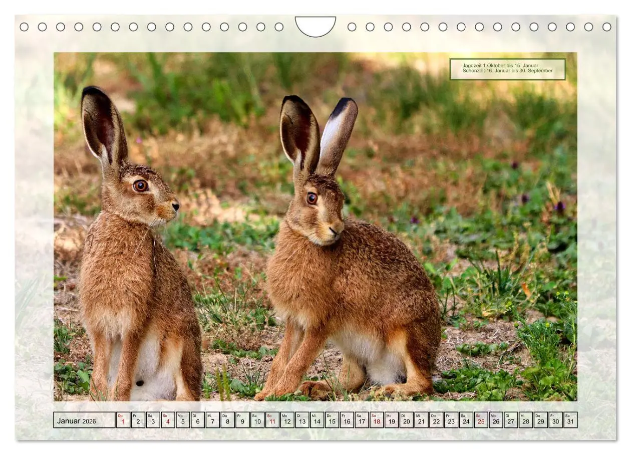 Bild: 9783457375099 | Deutsches Jagdwild - Waidmannsheil (Wandkalender 2026 DIN A4 quer),...