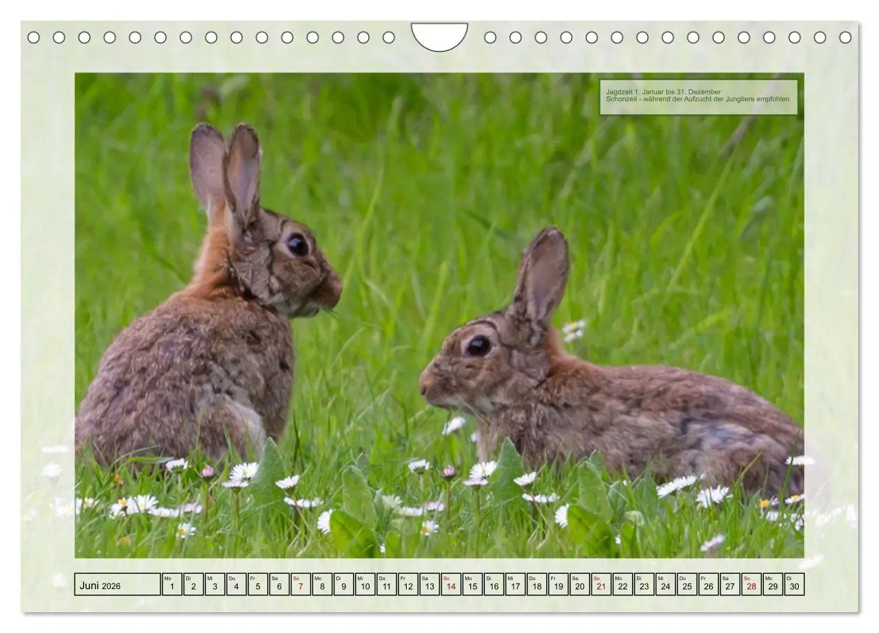 Bild: 9783457375099 | Deutsches Jagdwild - Waidmannsheil (Wandkalender 2026 DIN A4 quer),...