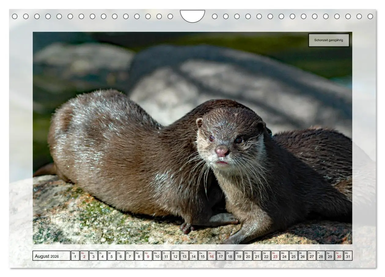 Bild: 9783457375099 | Deutsches Jagdwild - Waidmannsheil (Wandkalender 2026 DIN A4 quer),...