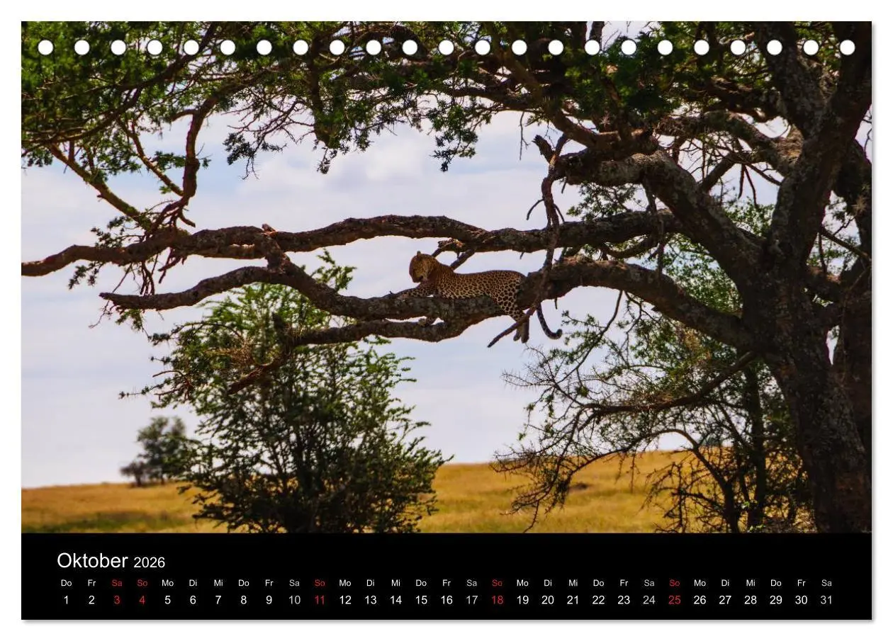 Bild: 9783516155099 | Wildes Afrika (Tischkalender 2026 DIN A5 quer), CALVENDO...