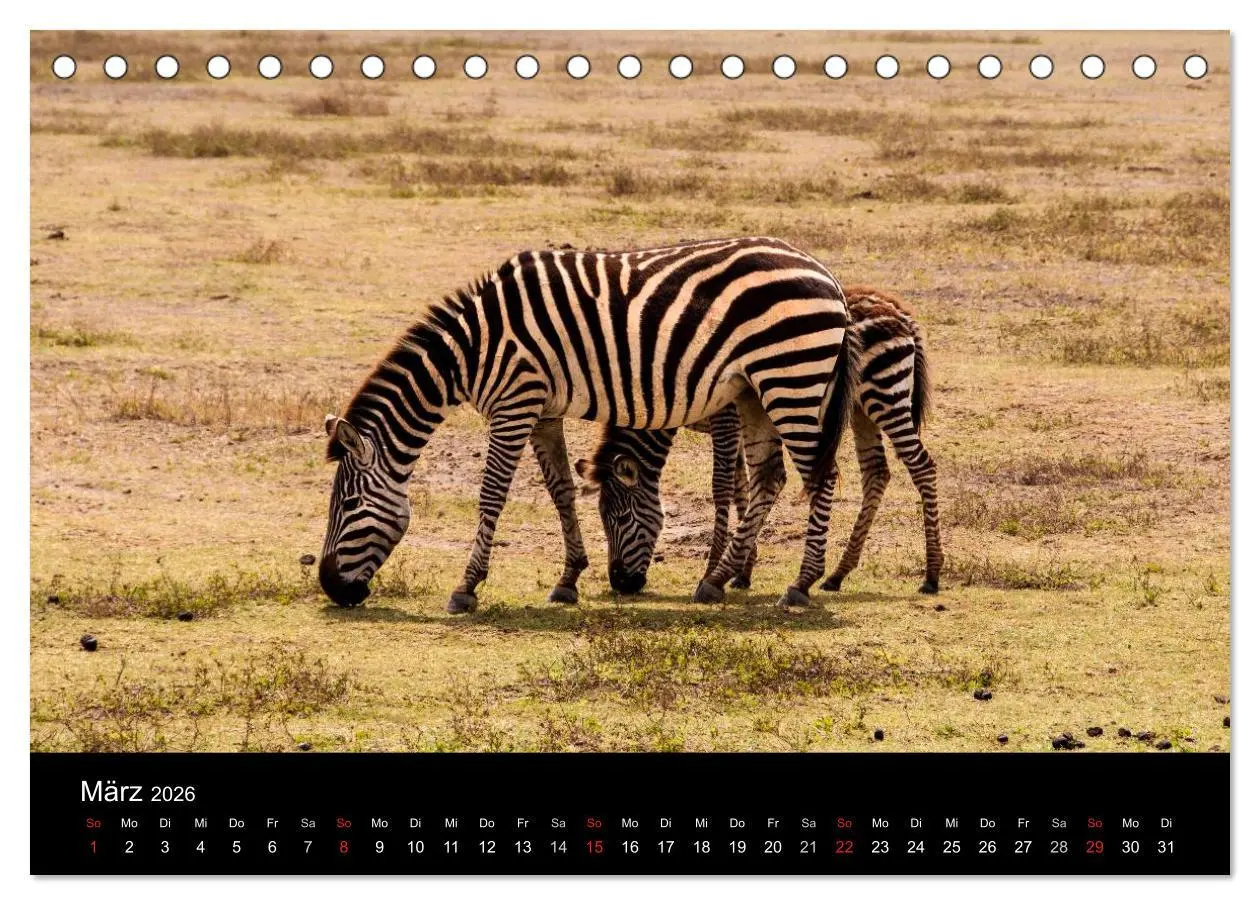 Bild: 9783516155099 | Wildes Afrika (Tischkalender 2026 DIN A5 quer), CALVENDO...