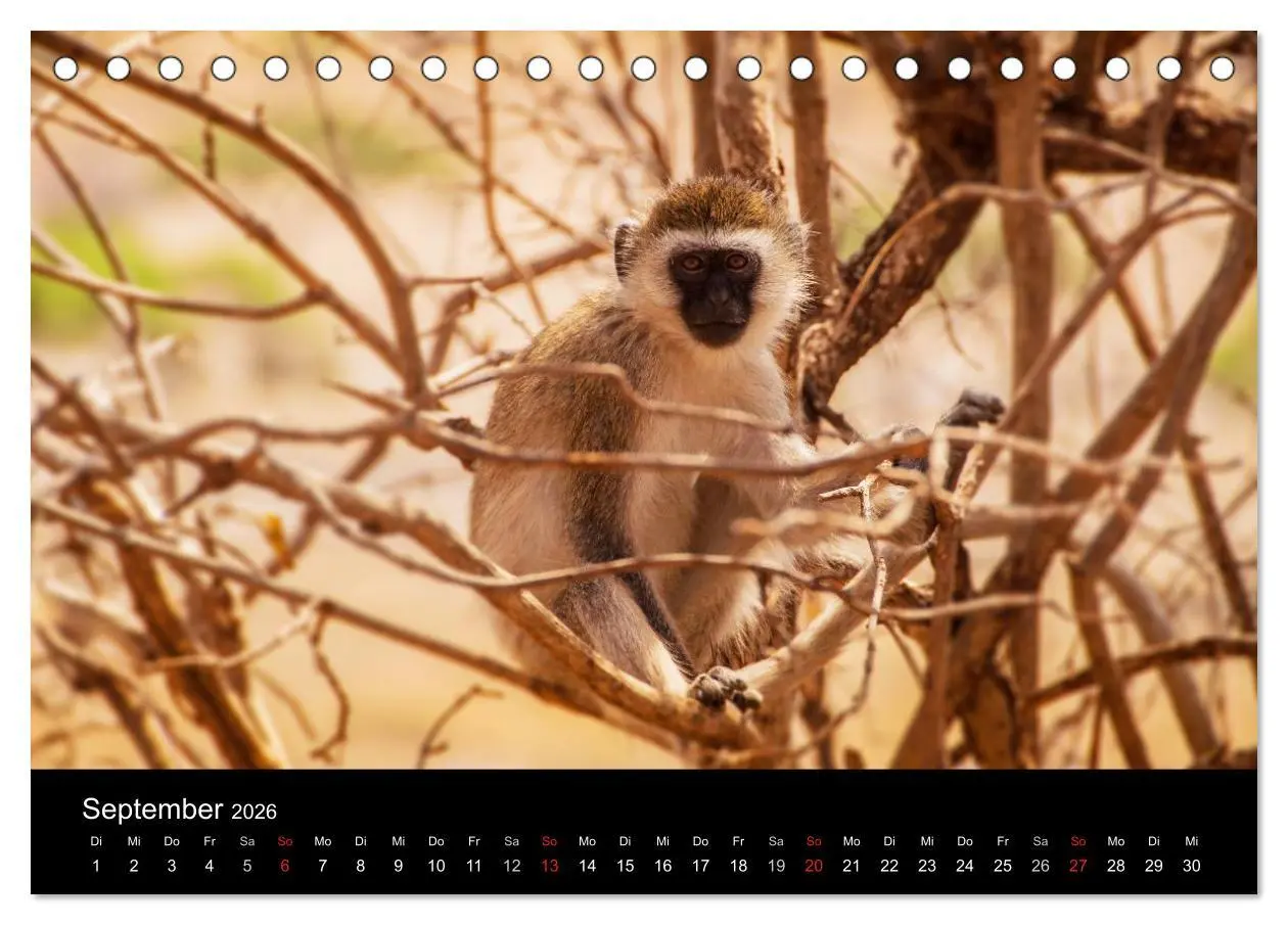 Bild: 9783516155099 | Wildes Afrika (Tischkalender 2026 DIN A5 quer), CALVENDO...