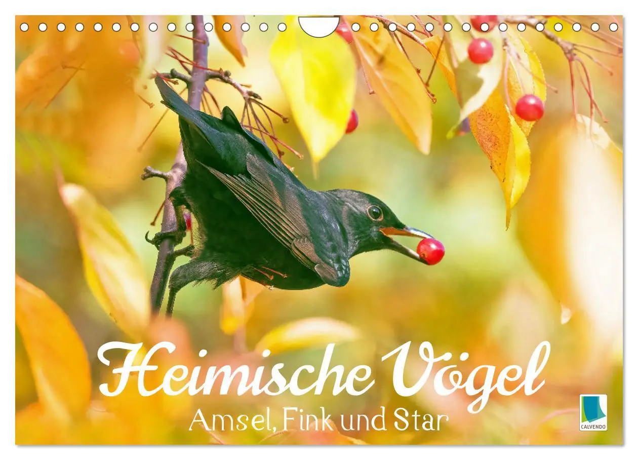 Cover: 9783457365199 | Amsel, Fink und Star: Heimische Vögel (Wandkalender 2026 DIN A4...