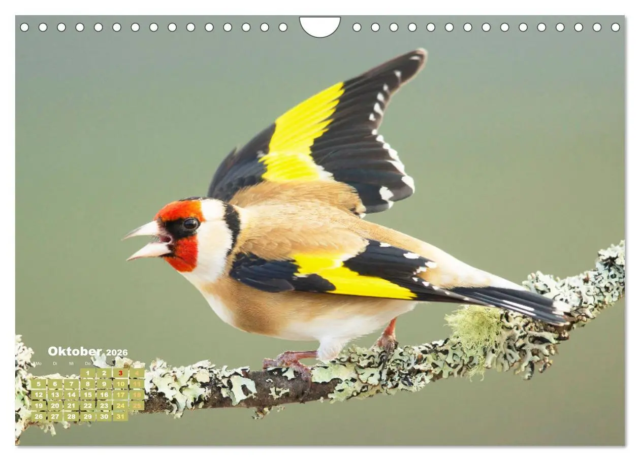 Bild: 9783457365199 | Amsel, Fink und Star: Heimische Vögel (Wandkalender 2026 DIN A4...