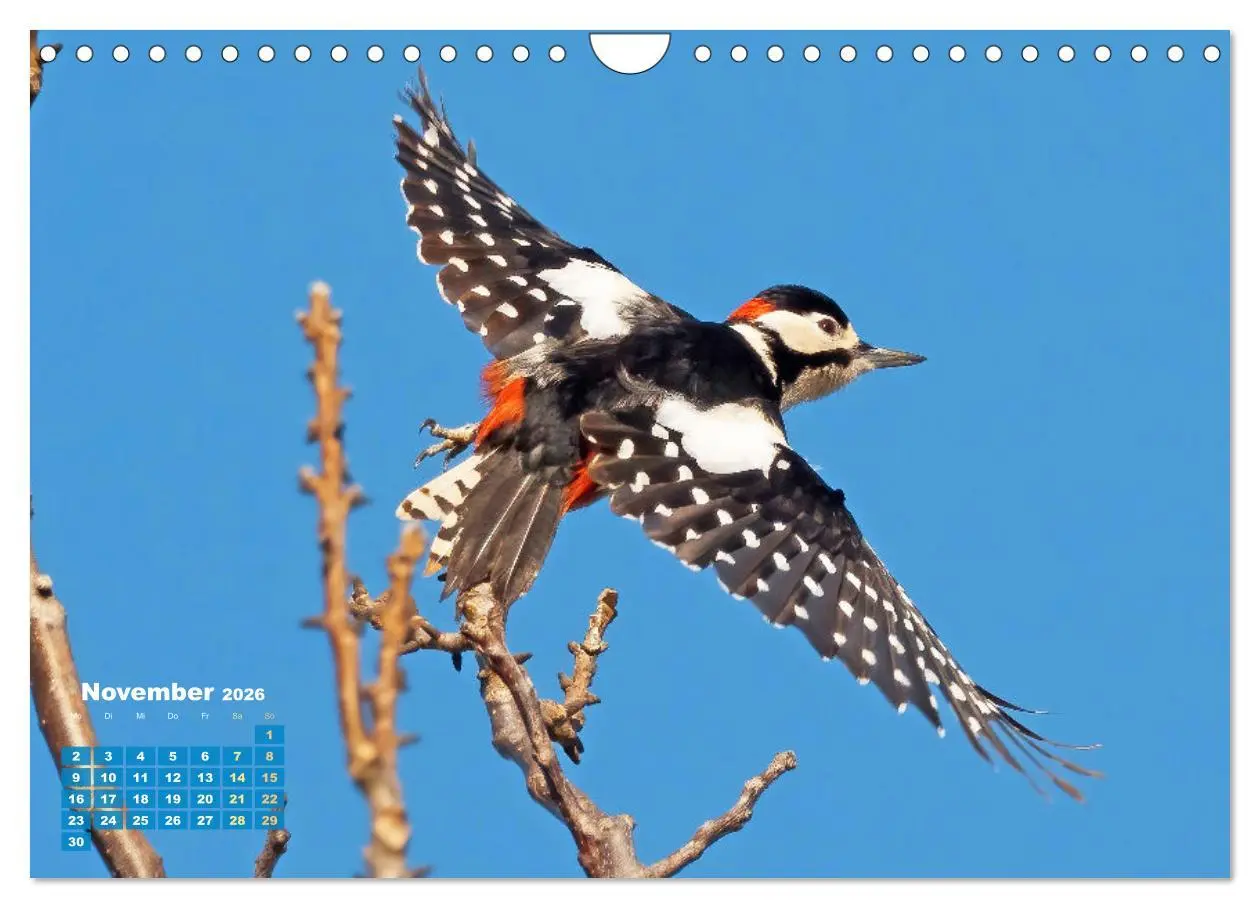Bild: 9783457365199 | Amsel, Fink und Star: Heimische Vögel (Wandkalender 2026 DIN A4...