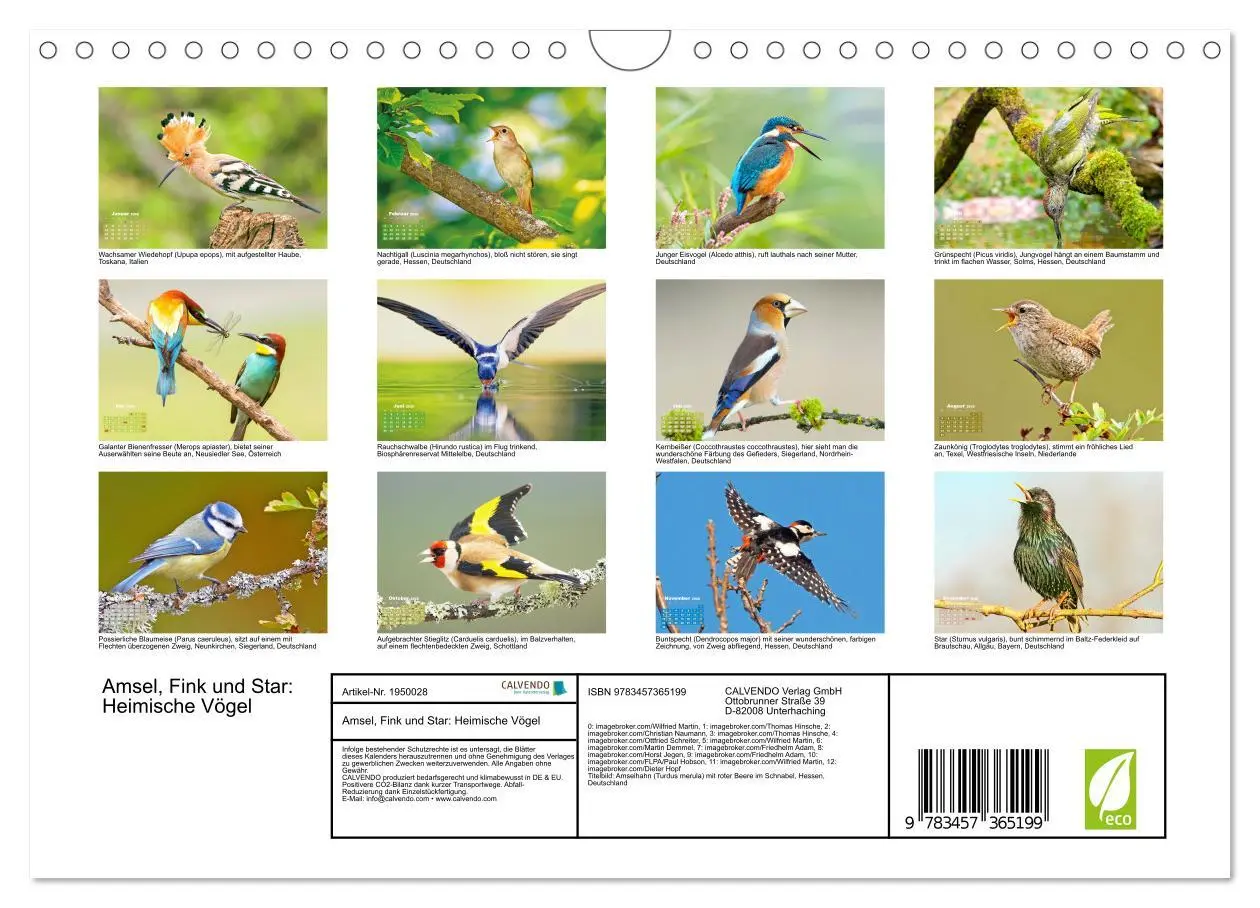 Bild: 9783457365199 | Amsel, Fink und Star: Heimische Vögel (Wandkalender 2026 DIN A4...