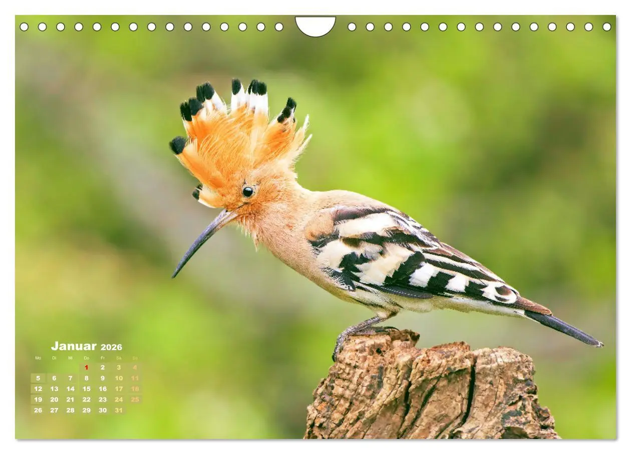 Bild: 9783457365199 | Amsel, Fink und Star: Heimische Vögel (Wandkalender 2026 DIN A4...