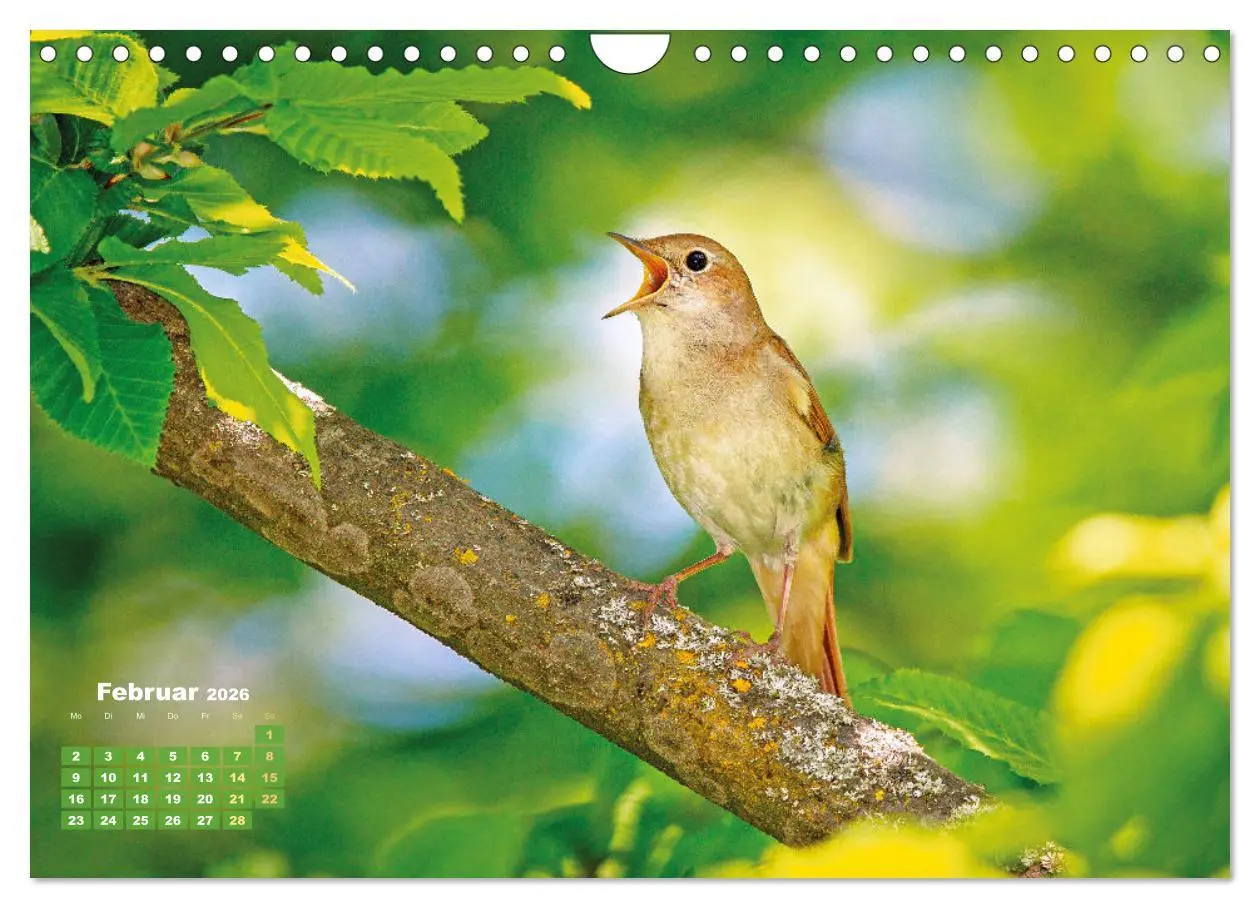 Bild: 9783457365199 | Amsel, Fink und Star: Heimische Vögel (Wandkalender 2026 DIN A4...