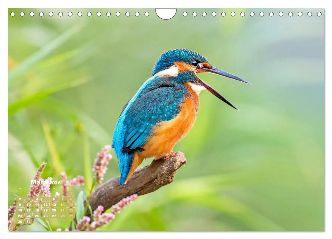 Bild: 9783457365199 | Amsel, Fink und Star: Heimische Vögel (Wandkalender 2026 DIN A4...