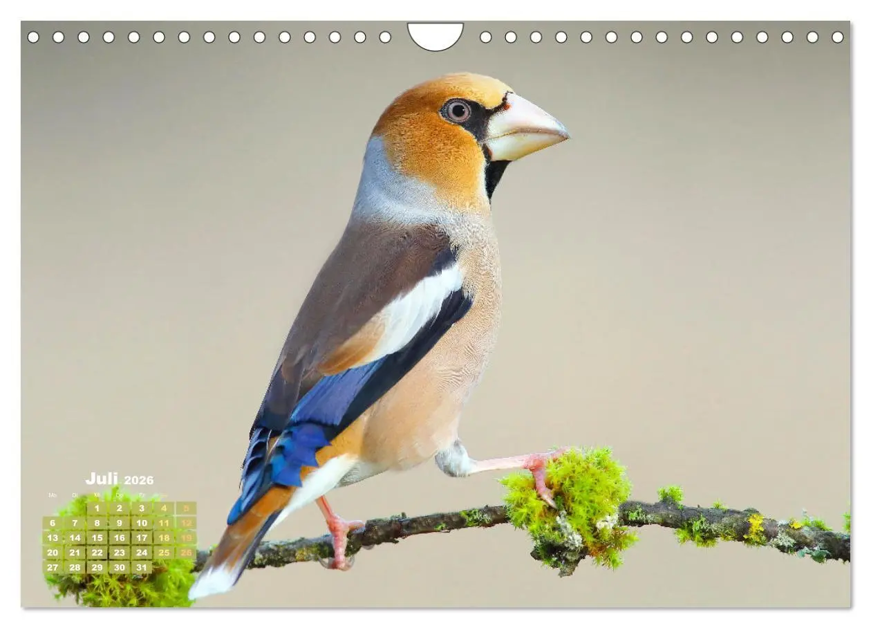 Bild: 9783457365199 | Amsel, Fink und Star: Heimische Vögel (Wandkalender 2026 DIN A4...