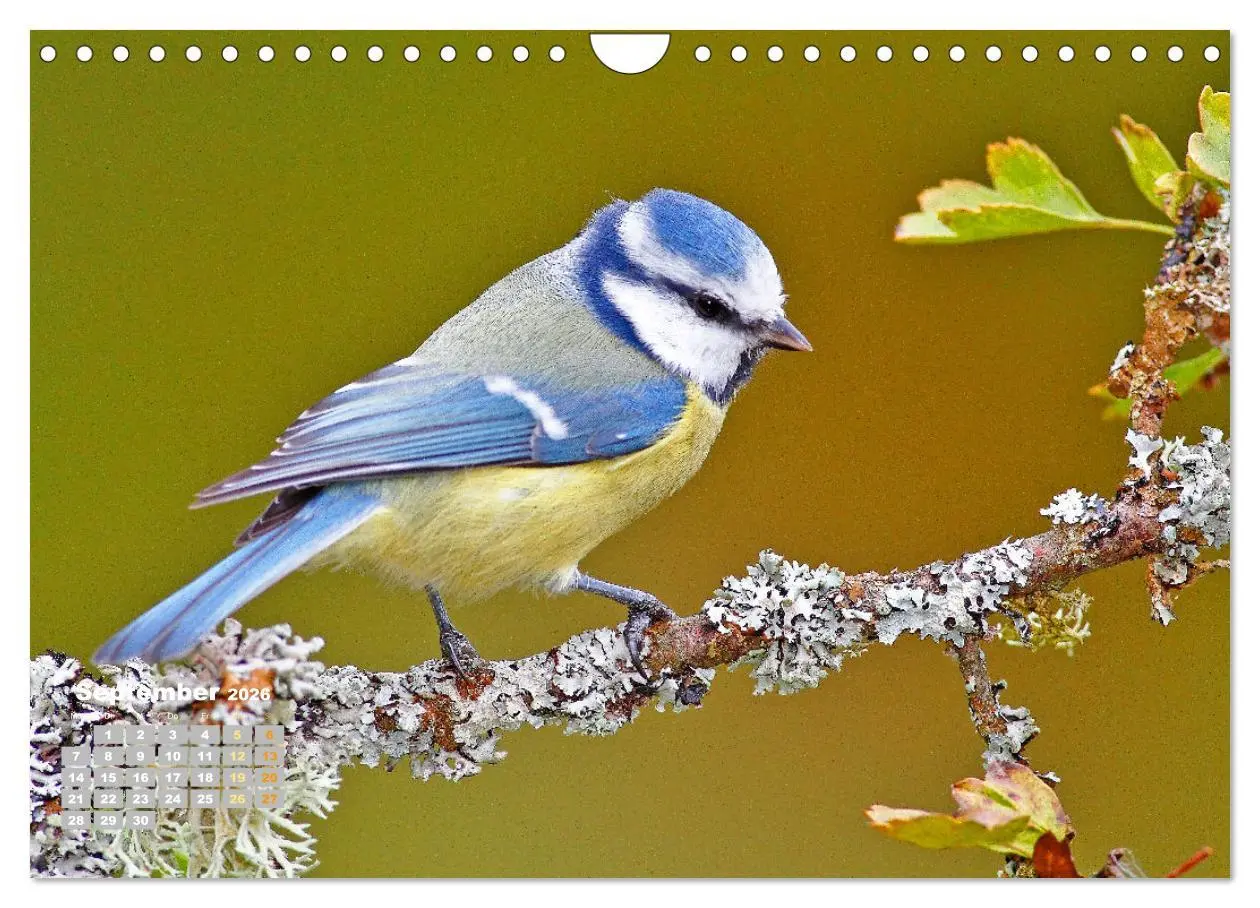 Bild: 9783457365199 | Amsel, Fink und Star: Heimische Vögel (Wandkalender 2026 DIN A4...