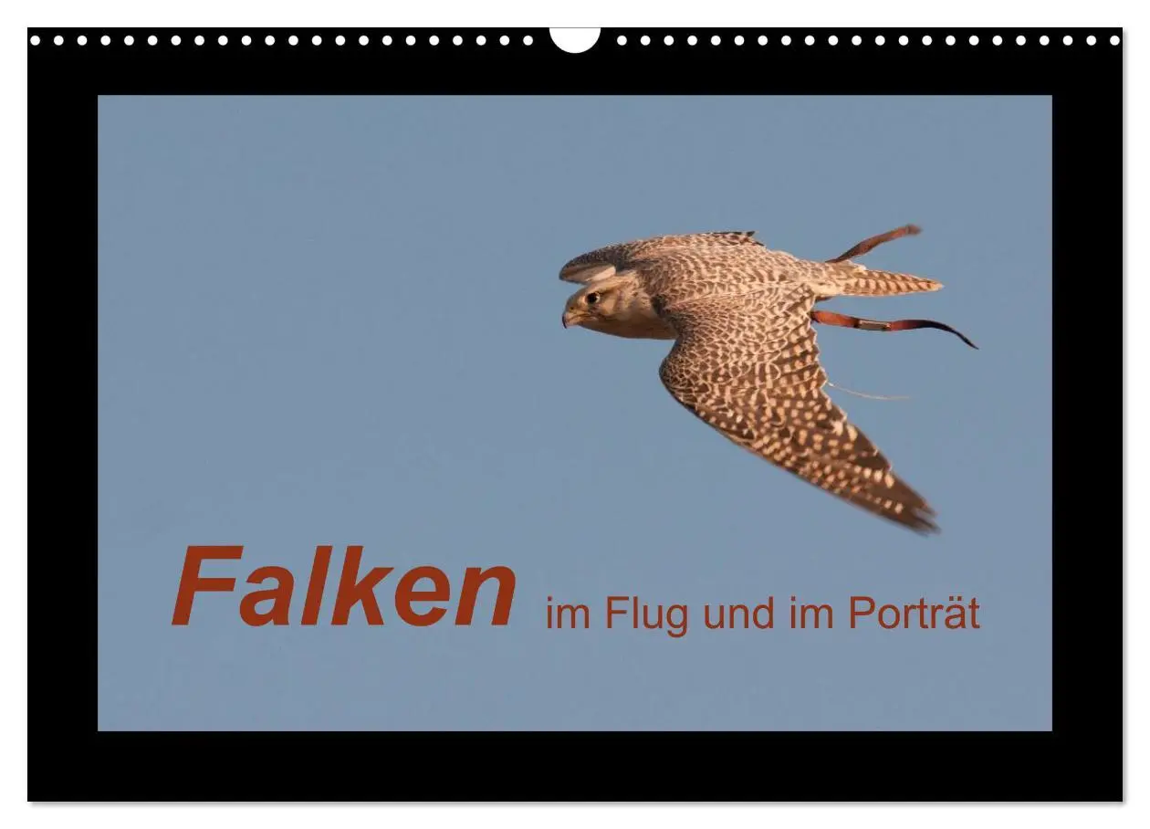 Cover: 9783516215199 | Falken im Flug und im Porträt (Wandkalender 2026 DIN A3 quer),...