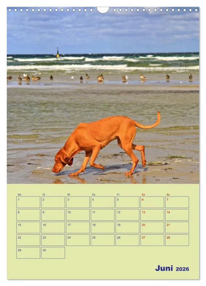 Bild: 9783516345599 | Sehnsuchtsort Ostseebad Boltenhagen (Wandkalender 2026 DIN A3...