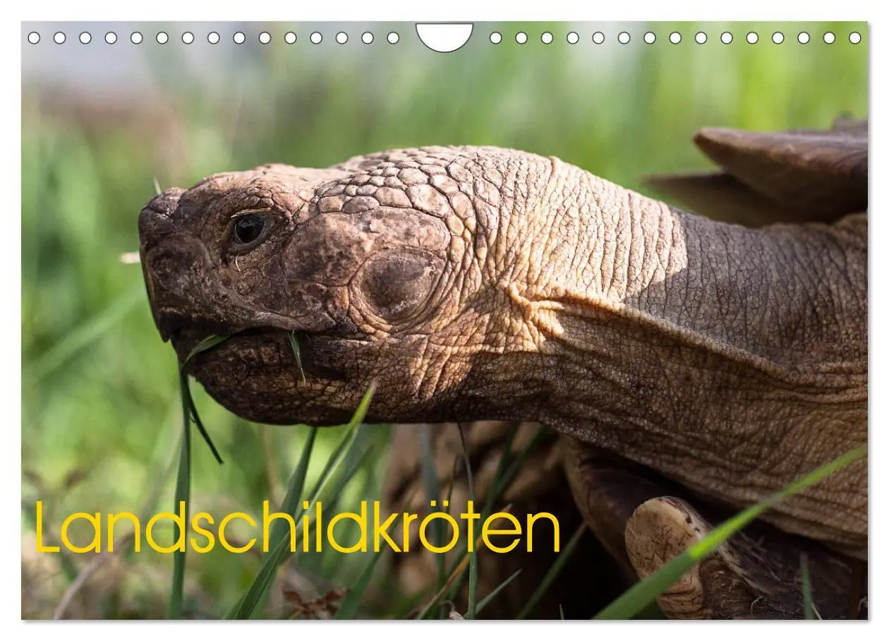 Cover: 9783457865699 | Landschildkröten (Wandkalender 2026 DIN A4 quer), CALVENDO...