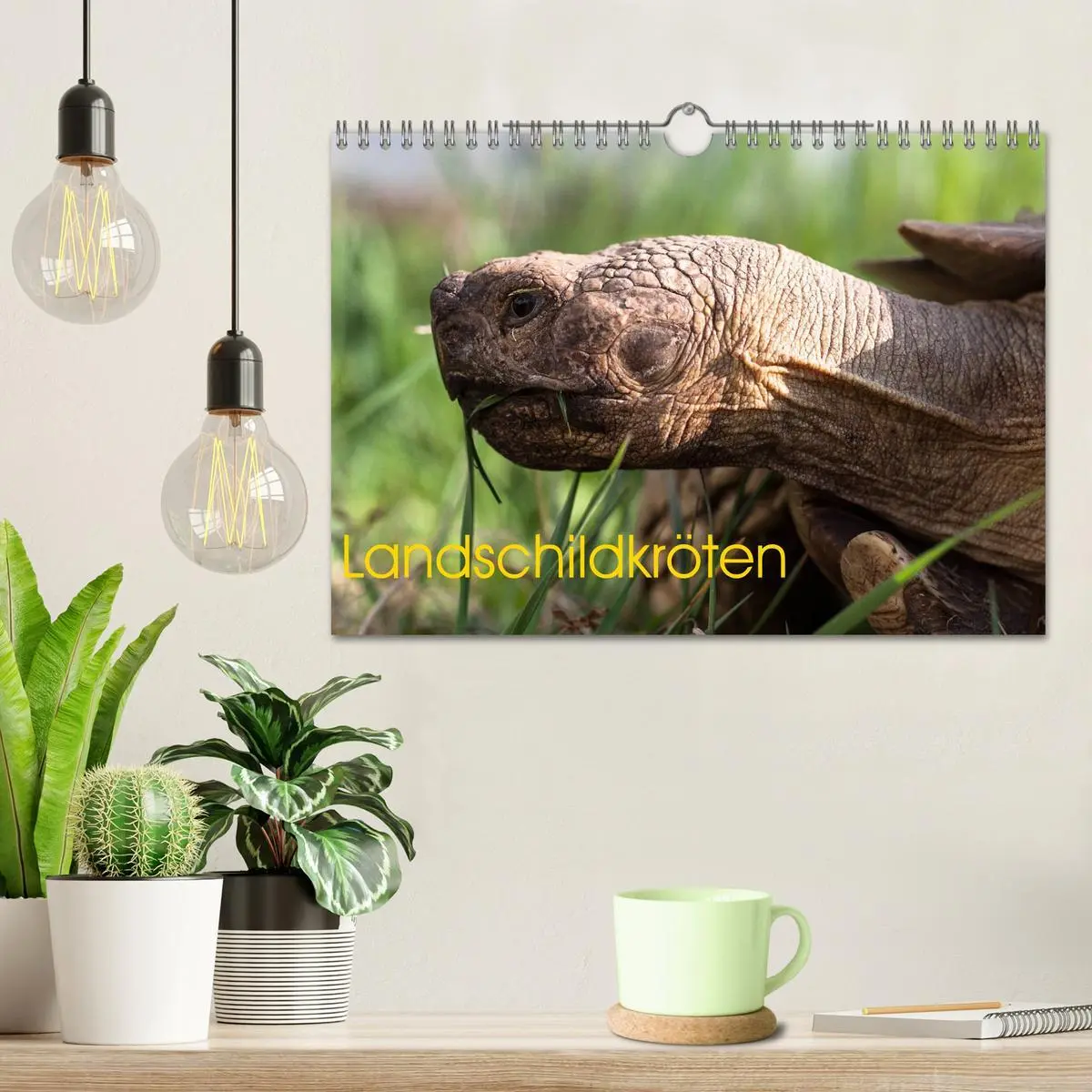 Bild: 9783457865699 | Landschildkröten (Wandkalender 2026 DIN A4 quer), CALVENDO...