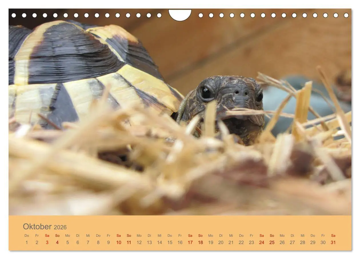 Bild: 9783457865699 | Landschildkröten (Wandkalender 2026 DIN A4 quer), CALVENDO...