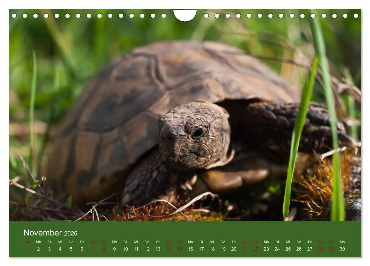 Bild: 9783457865699 | Landschildkröten (Wandkalender 2026 DIN A4 quer), CALVENDO...