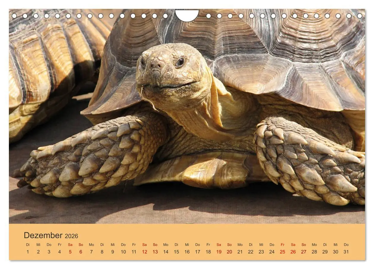 Bild: 9783457865699 | Landschildkröten (Wandkalender 2026 DIN A4 quer), CALVENDO...
