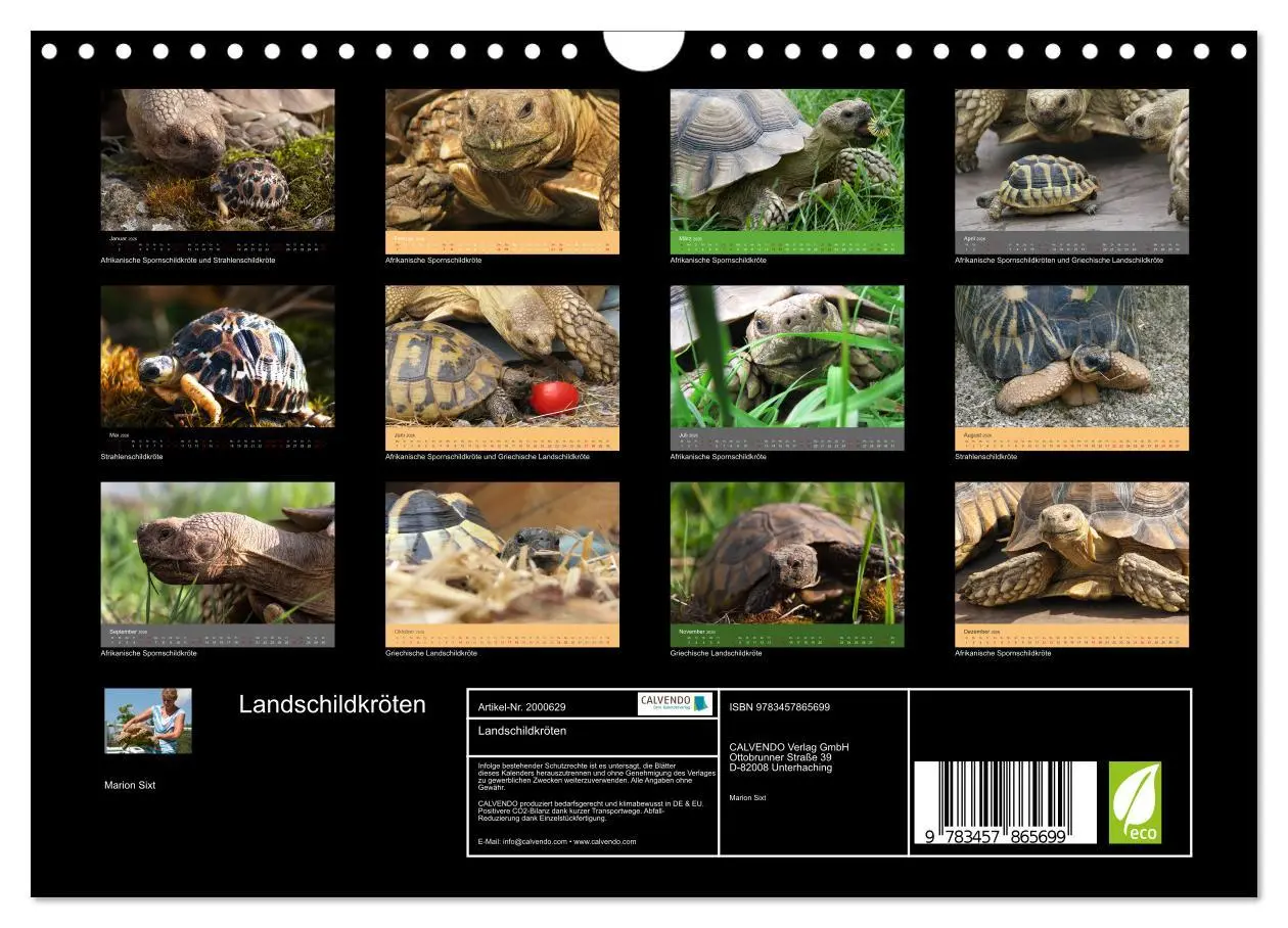 Bild: 9783457865699 | Landschildkröten (Wandkalender 2026 DIN A4 quer), CALVENDO...